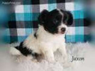 Papillon Puppy for sale in Sugarcreek, OH, USA