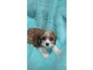 Cavachon Puppy for sale in Dalton, OH, USA
