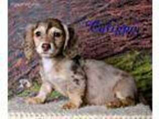 Dachshund Puppy for sale in Reagan, TN, USA