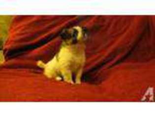 Chihuahua Puppy for sale in RENTON, WA, USA