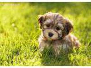 Havanese Puppy for sale in Montgomery, AL, USA