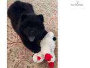 Chow Chow Puppy for sale in Dayton, OH, USA
