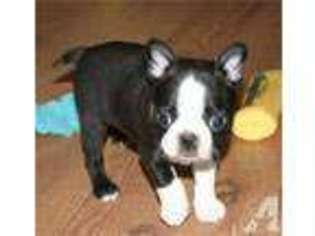 Boston Terrier Puppy for sale in JERSEY CITY, NJ, USA