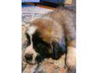 Saint Bernard Puppy for sale in Virgilina, VA, USA