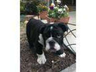 Bulldog Puppy for sale in Buford, GA, USA