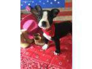 Boston Terrier Puppy for sale in Lewisburg, TN, USA
