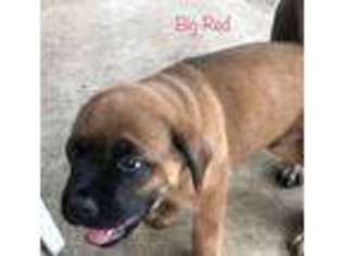 Mastiff Puppy for sale in New Braunfels, TX, USA