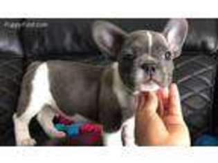 French Bulldog Puppy for sale in Milton, MA, USA