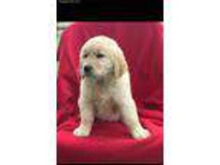 Golden Retriever Puppy for sale in Shreve, OH, USA