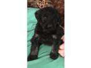 Mutt Puppy for sale in Pryor, OK, USA