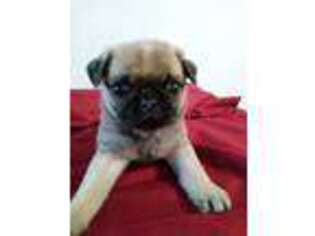 Pug Puppy for sale in Elizabethtown, KY, USA