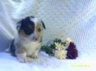 Pembroke Welsh Corgi Puppy for sale in Pembroke, KY, USA