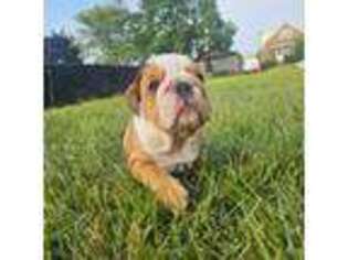 Bulldog Puppy for sale in Bridgeview, IL, USA