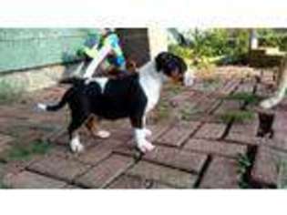 Bull Terrier Puppy for sale in Black River Falls, WI, USA