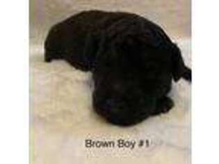 Labradoodle Puppy for sale in Nauvoo, AL, USA