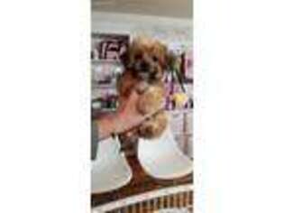 Yorkshire Terrier Puppy for sale in Moncks Corner, SC, USA