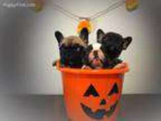 French Bulldog Puppy for sale in Rixeyville, VA, USA