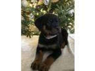 Rottweiler Puppy for sale in Irmo, SC, USA