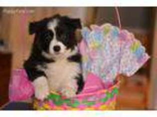 Border Collie Puppy for sale in Port Huron, MI, USA