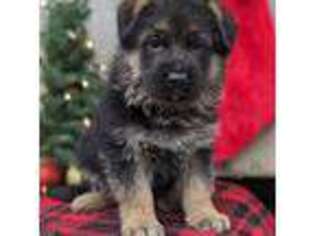 German Shepherd Dog Puppy for sale in Beach City, OH, USA
