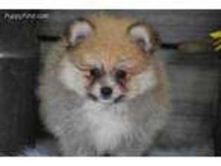 Pomeranian Puppy for sale in Exeter, MO, USA