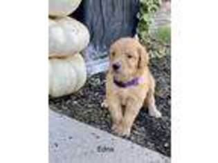 Goldendoodle Puppy for sale in Fremont, NE, USA