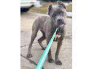 Cane Corso Puppy for sale in Menasha, WI, USA