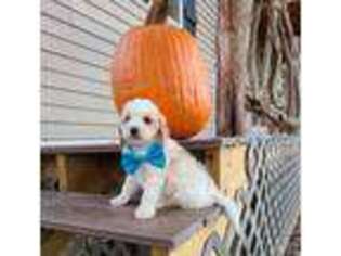 Cavapoo Puppy for sale in Sharon Grove, KY, USA