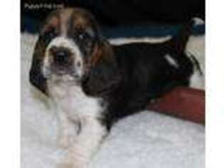 Basset Hound Puppy for sale in Thayer, MO, USA