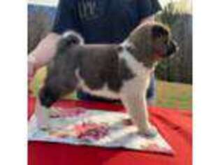 Akita Puppy for sale in Lebanon, VA, USA
