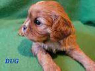 Cavalier King Charles Spaniel Puppy for sale in Gerry, NY, USA