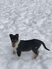 Collie Puppy for sale in Mechanicville, NY, USA
