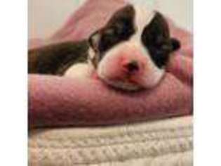 Pembroke Welsh Corgi Puppy for sale in Hardy, VA, USA