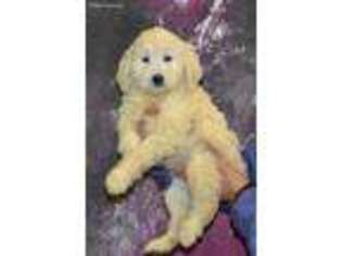 Goldendoodle Puppy for sale in Northwood, NH, USA