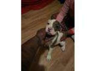 Alapaha Blue Blood Bulldog Puppy for sale in Baltimore, MD, USA