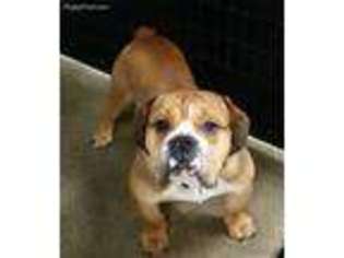 Olde English Bulldogge Puppy for sale in Pierpont, OH, USA