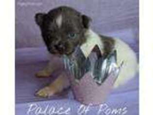 Pomeranian Puppy for sale in Andalusia, AL, USA