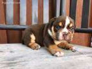 Bulldog Puppy for sale in Beatrice, NE, USA