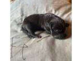 Great Dane Puppy for sale in Constantine, MI, USA