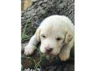 Labradoodle Puppy for sale in Sedan, KS, USA