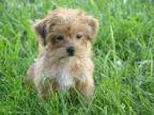 Shorkie Tzu Puppy for sale in Union Bridge, MD, USA