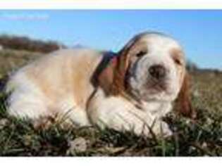 Basset Hound Puppy for sale in Bolivar, MO, USA