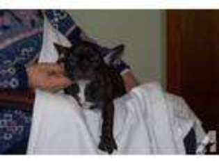 French Bulldog Puppy for sale in ROANOKE, VA, USA