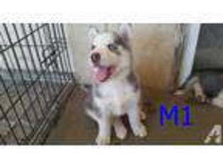 Siberian Husky Puppy for sale in CITY OF INDUSTRY, CA, USA