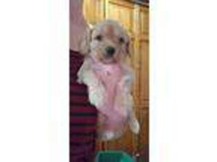 Cavachon Puppy for sale in Bucyrus, OH, USA