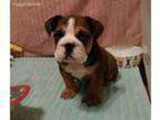 Bulldog Puppy for sale in Talco, TX, USA