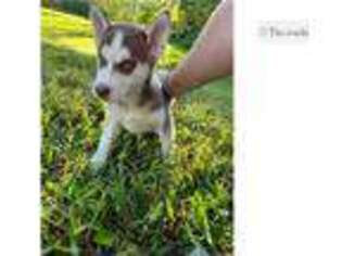 Medium Photo #1 Siberian Husky Puppy For Sale in Battle Creek, MI, USA