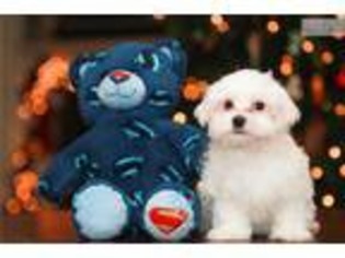 Maltese Puppy for sale in Richmond, VA, USA