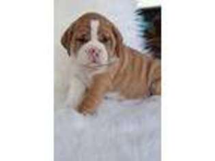 Bulldog Puppy for sale in Martinsburg, PA, USA