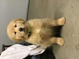 Golden Retriever Puppy for sale in Pleasanton, CA, USA